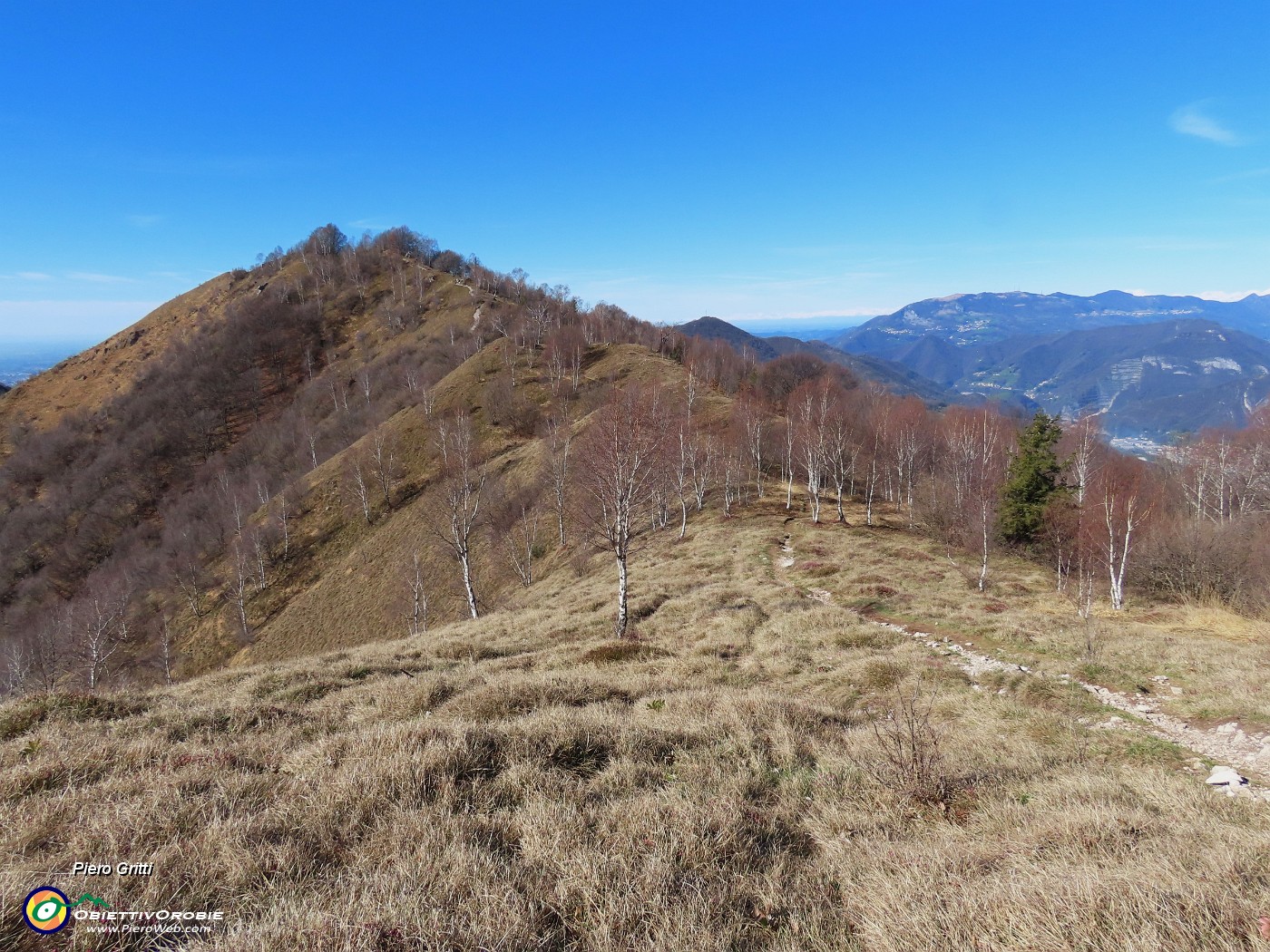 44 Dalla Stalla del Fopp sul sent. 531 verso il Monte Costone con tante betulle.JPG